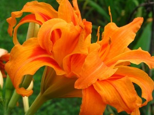 800px-Orange_Daylily